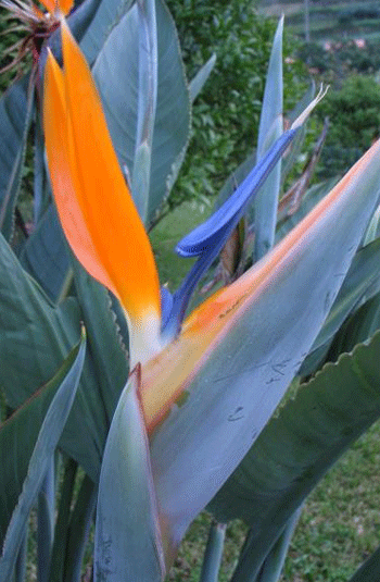 La flor paradís simbòlo de l'illa de Madèra