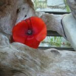 DSC07475.jpg