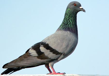 pigeon1.jpg