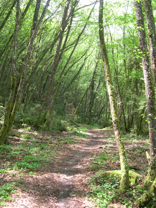 Arrivée du sentier le long du 