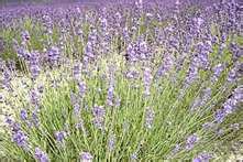 lavanda.jpg