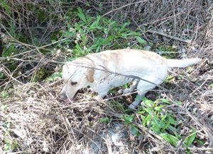 Labrador de Joan-Maria