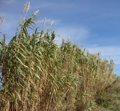 canne-de-provence1.jpg