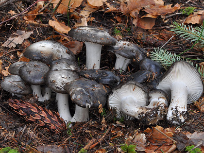 hygrophorus_marzuolus1.jpg