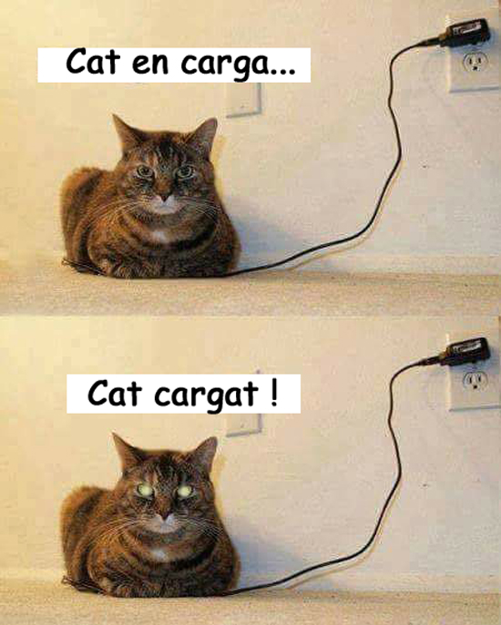 cat-en-carga1.jpg