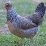 legbar_poule.jpg