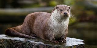 loutre.jpg