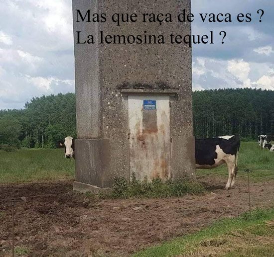 vache_.jpg