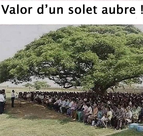 arbre_-3.jpg