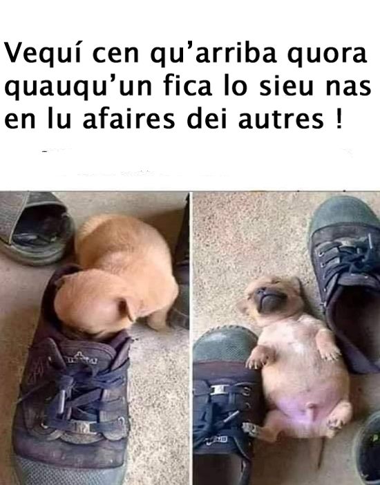 petit_chien_-2.jpg