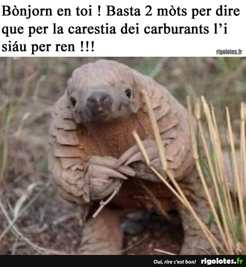 pangolin.jpg