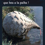 pangolin22.jpg