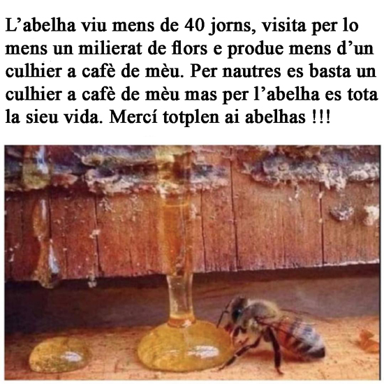 abeille_-2.jpg