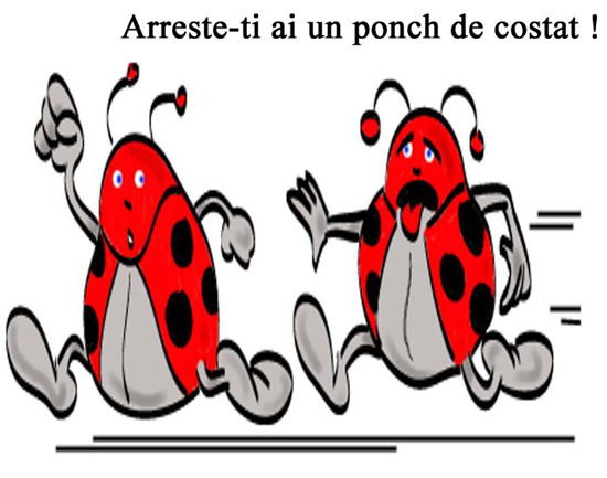 coccinnelle.jpg